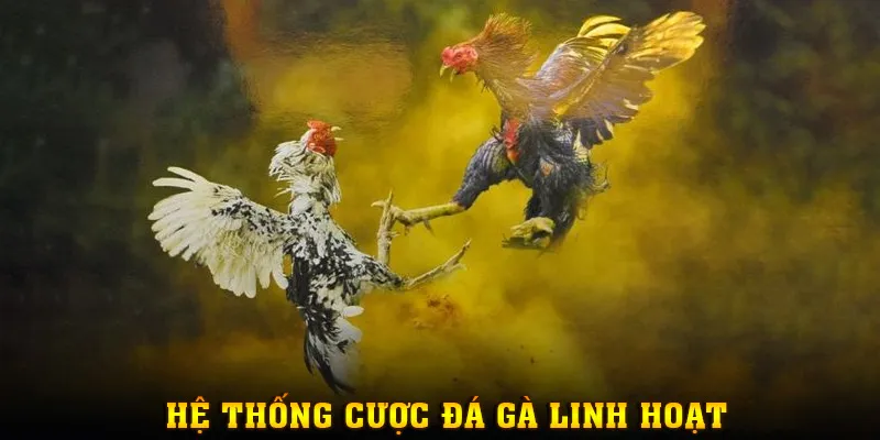 Hệ thống cược chọi kê linh hoạt, phù hợp mọi túi tiền