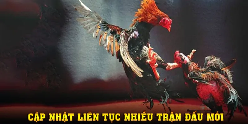 Cập nhật liên tục các trận chọi gà mới trong ngày