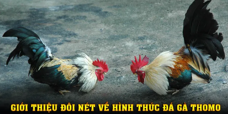 Thông tin về loại hình đá gà Thomo tại MM88